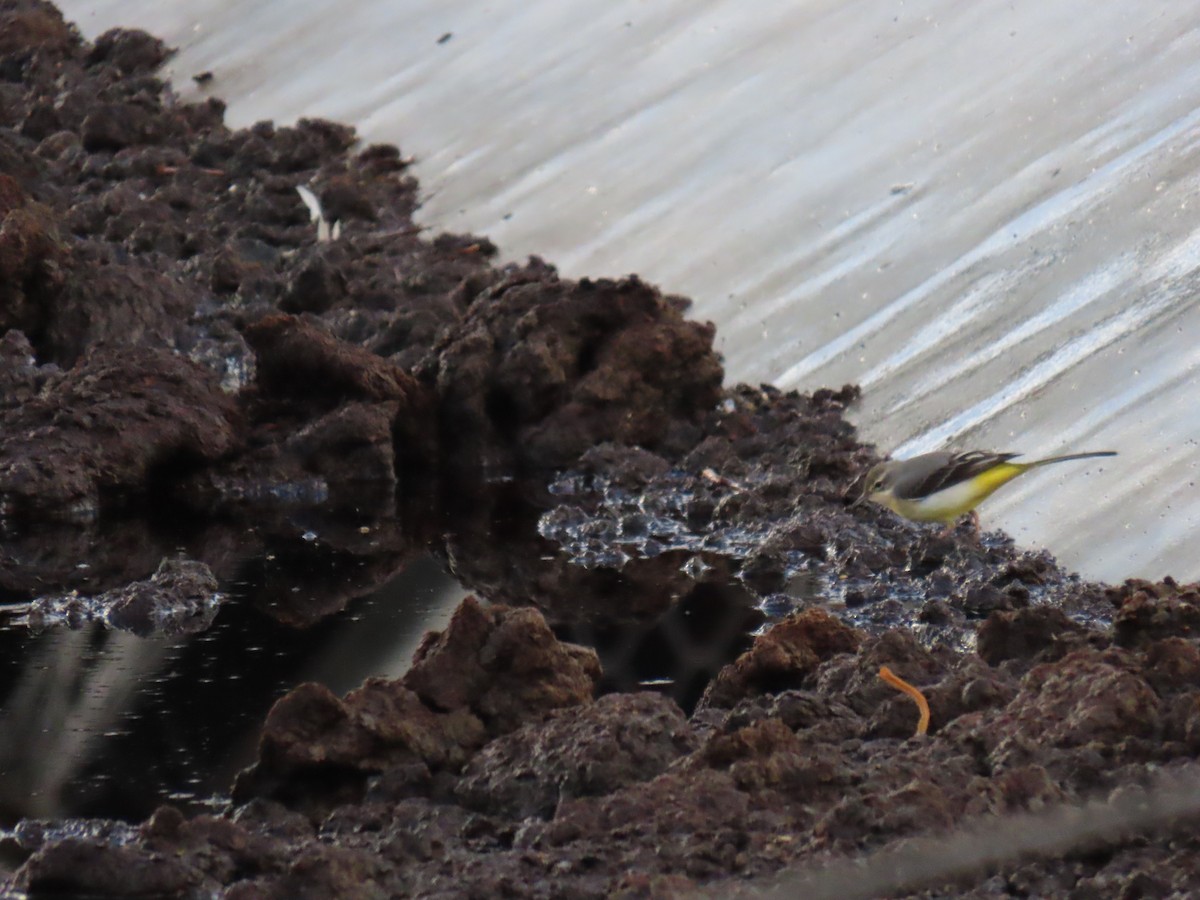 キセキレイ - ML645202598