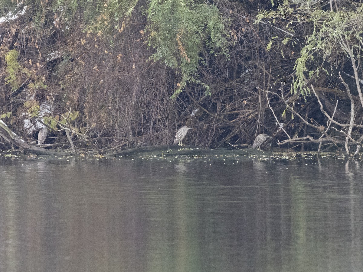 ゴイサギ - ML645202599