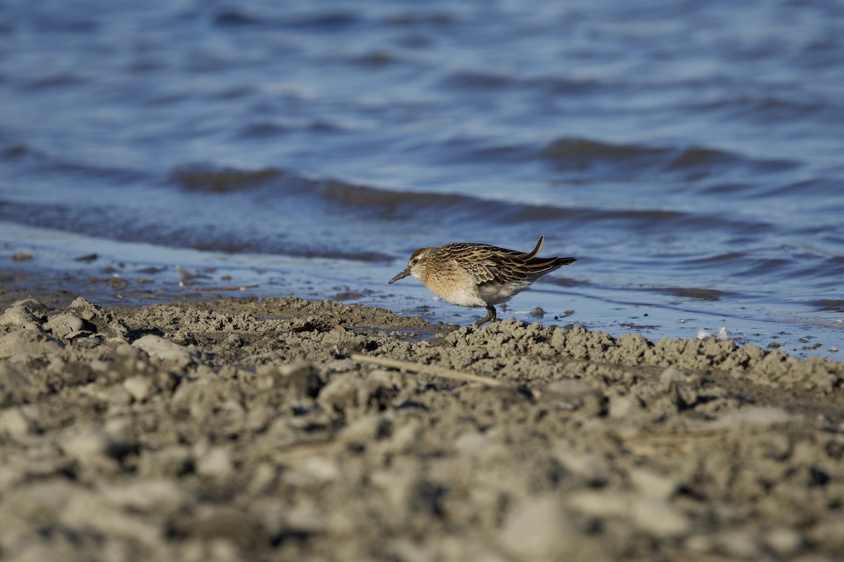 ウズラシギ - ML645202600