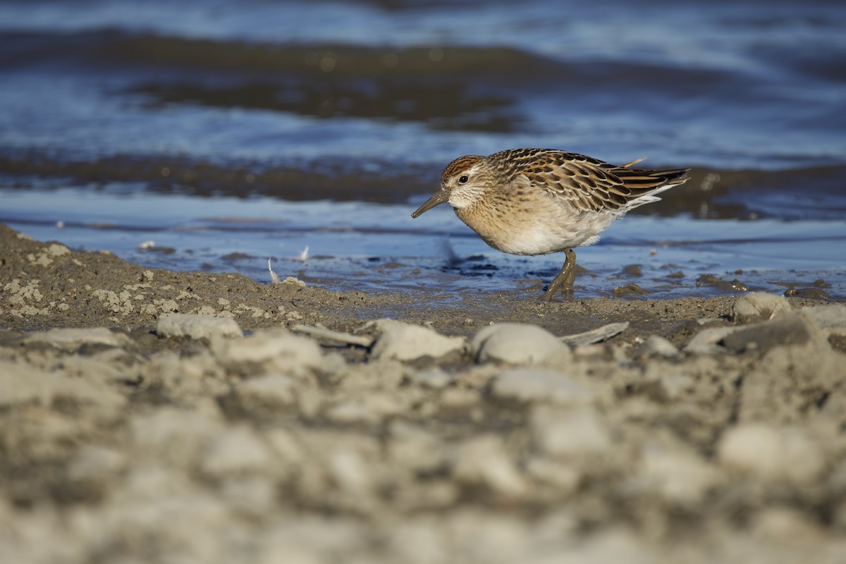 ウズラシギ - ML645202601