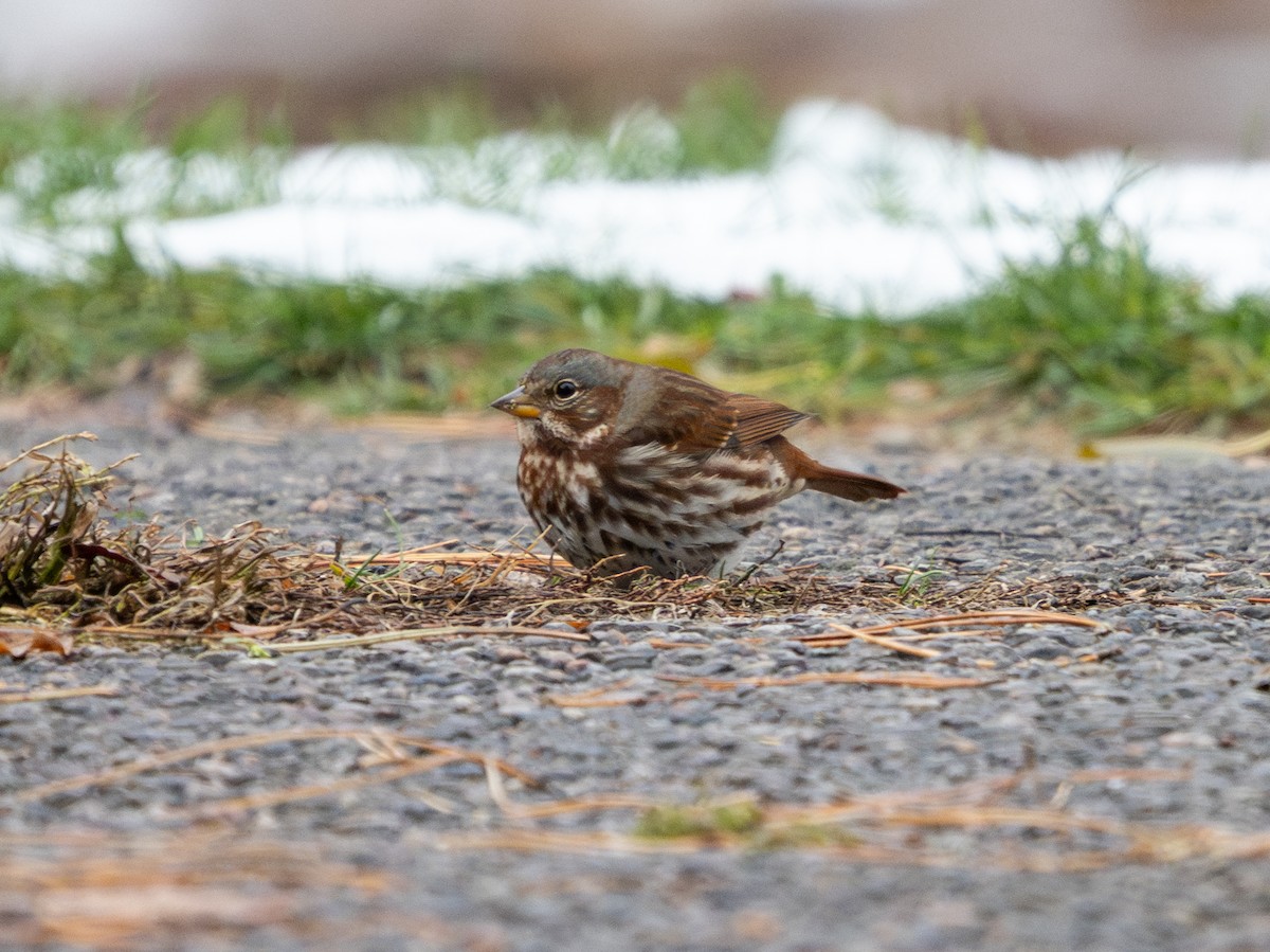 ゴマフスズメ - ML645202602