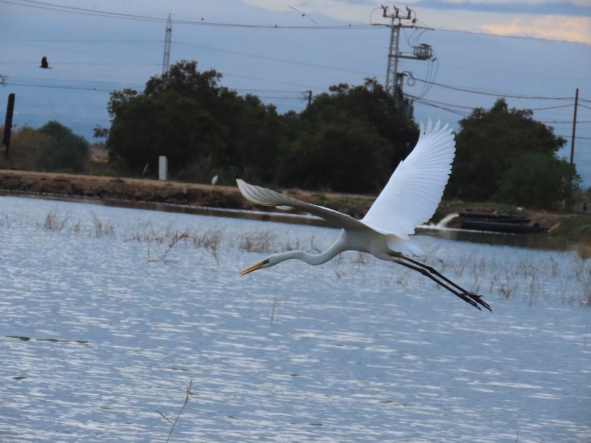 ダイサギ - ML645202607