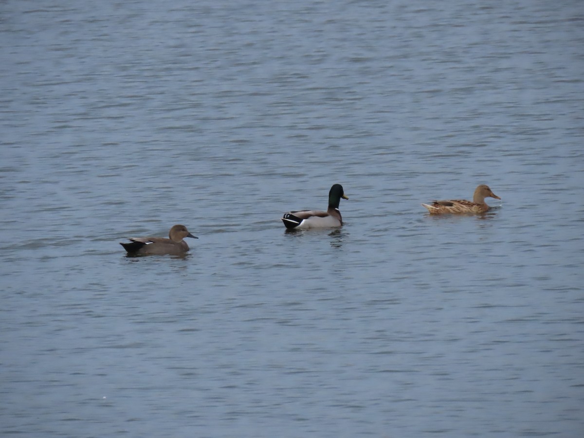 オカヨシガモ - ML645202609