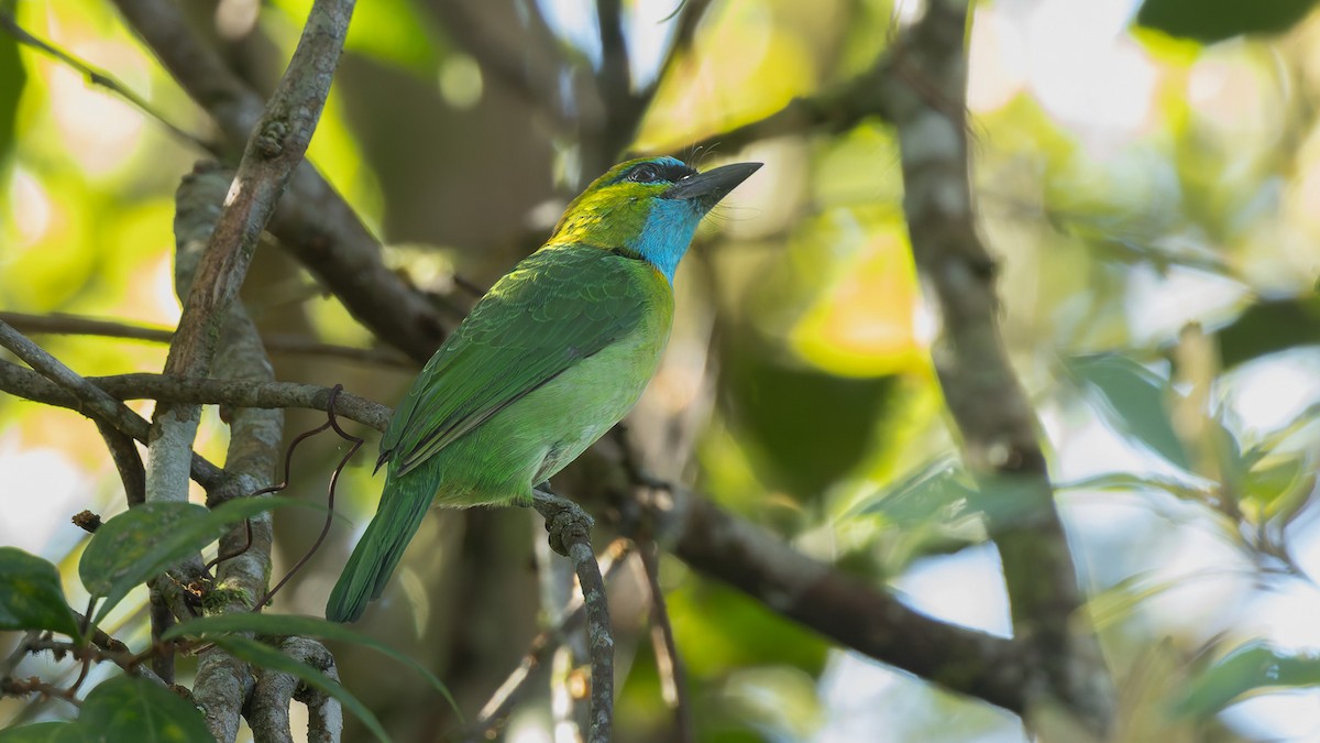 キエリゴシキドリ - ML645202610