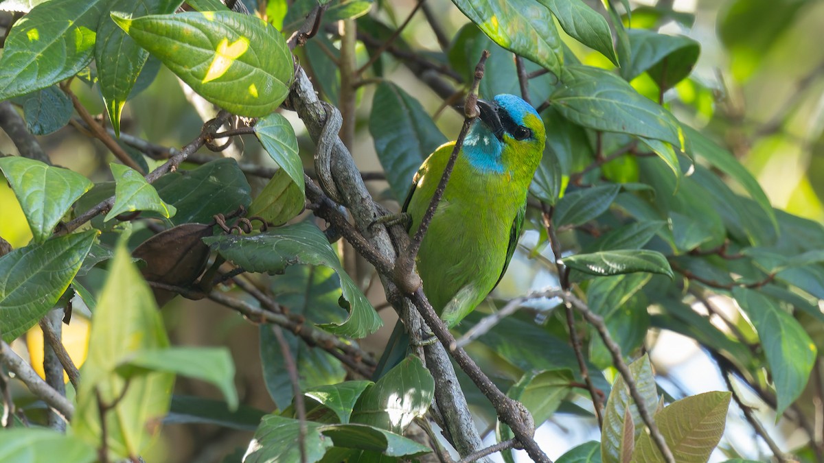 キエリゴシキドリ - ML645202611