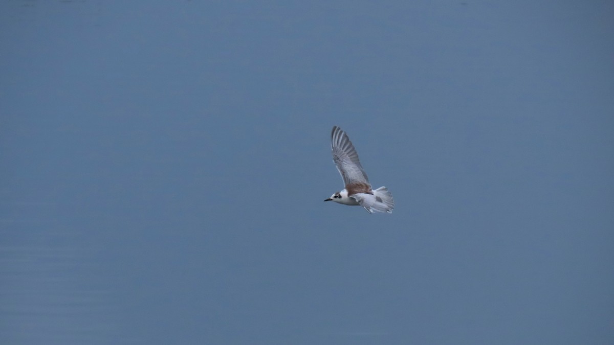 ハジロクロハラアジサシ - ML645202612