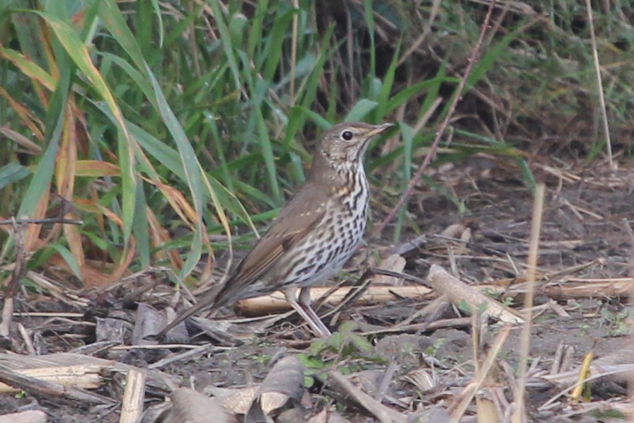 ウタツグミ - ML645202614