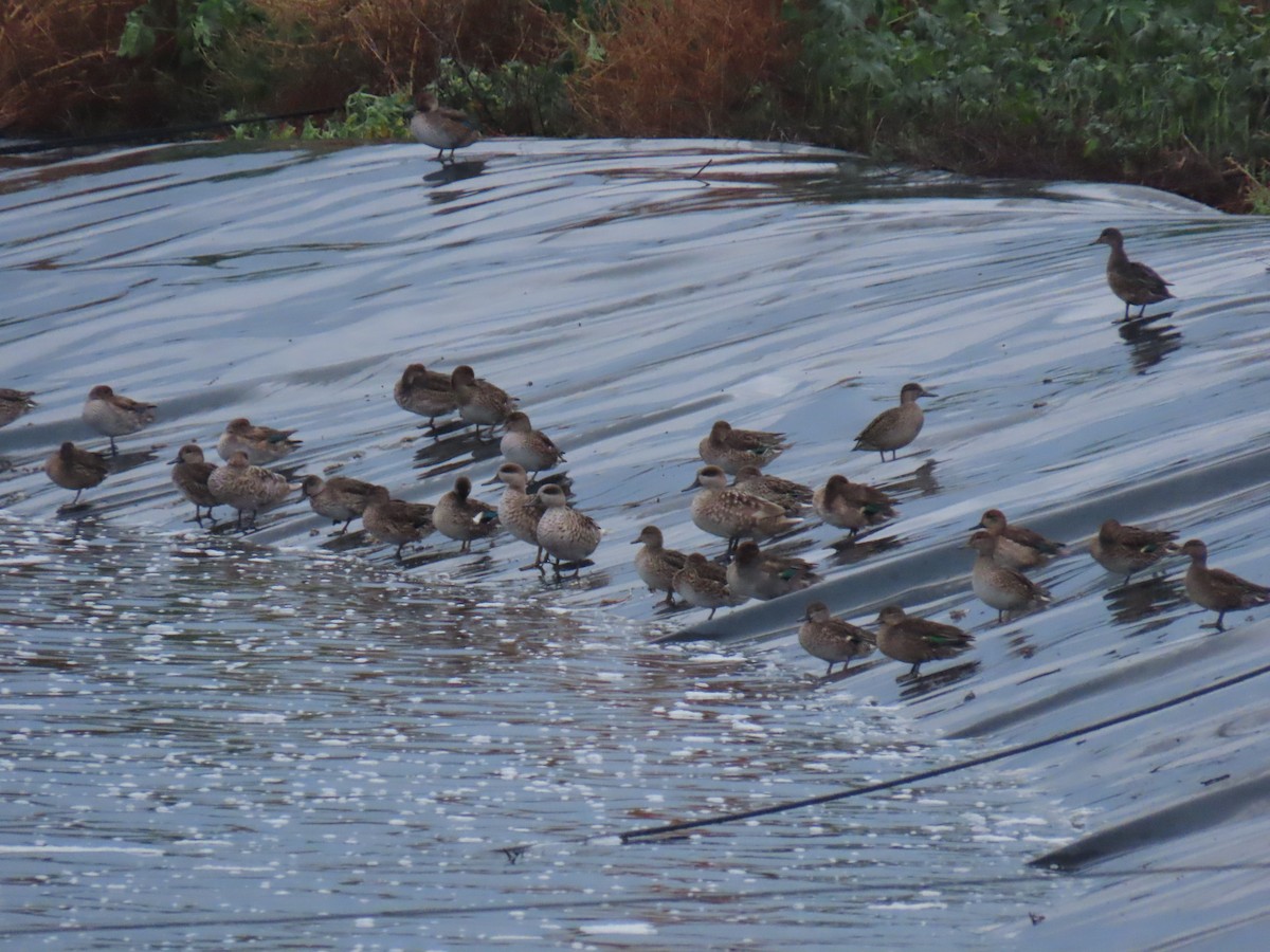 ウスユキガモ - ML645202615