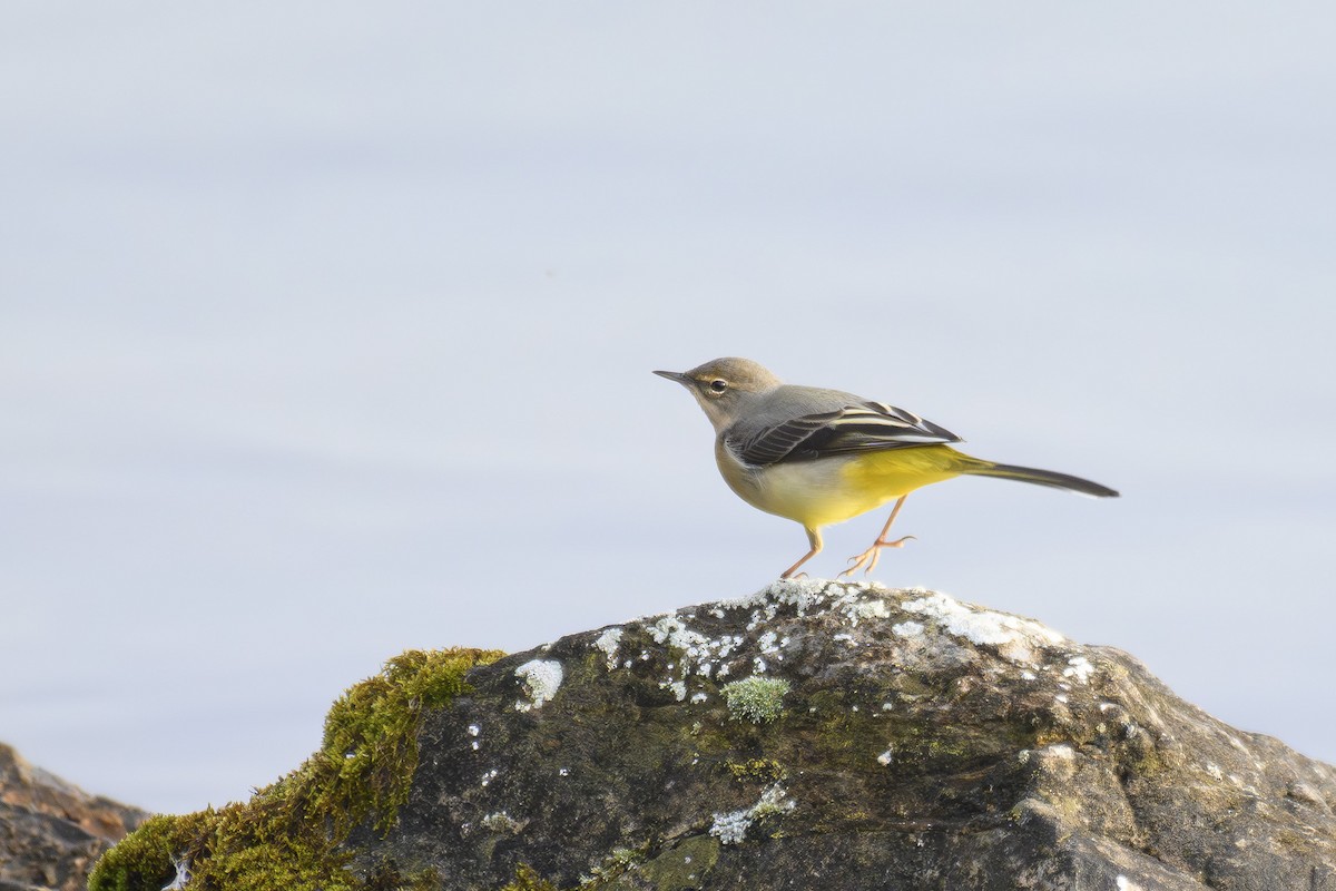 キセキレイ - ML645202616