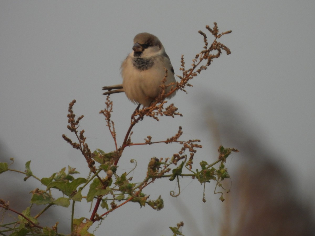 イエスズメ - ML645202617