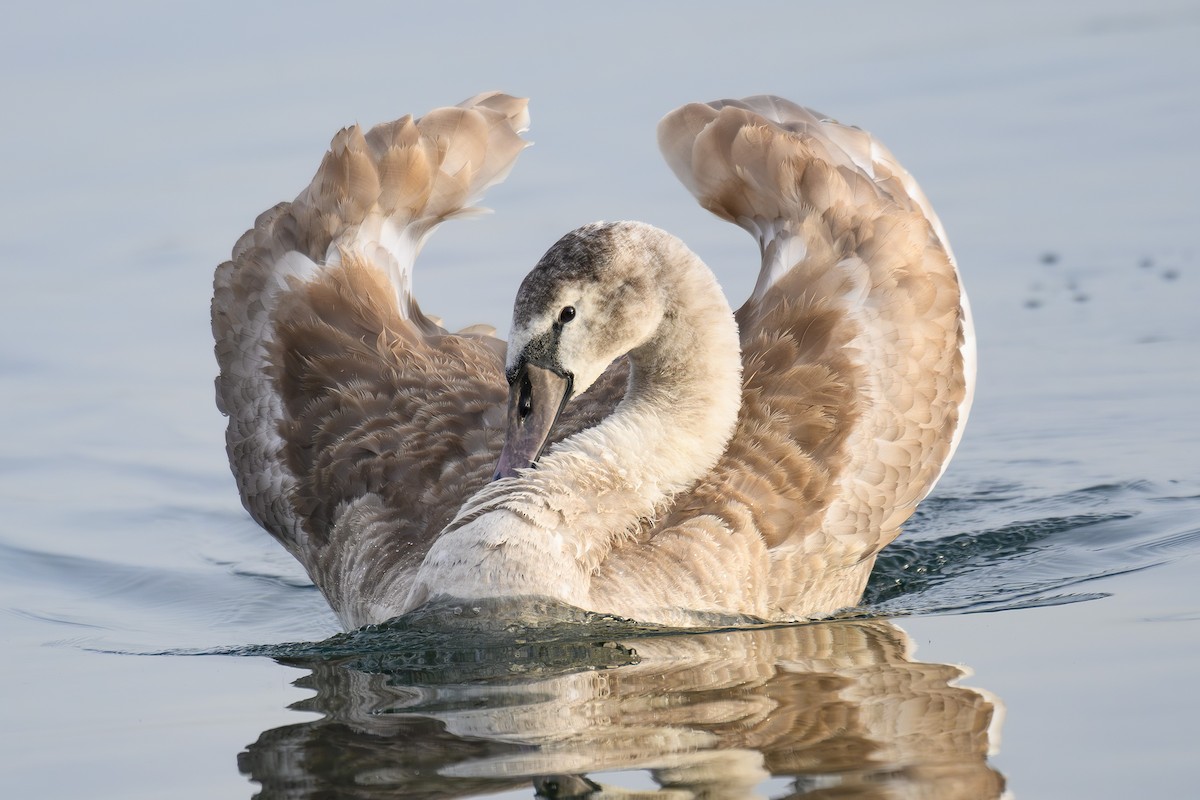 コブハクチョウ - ML645202618