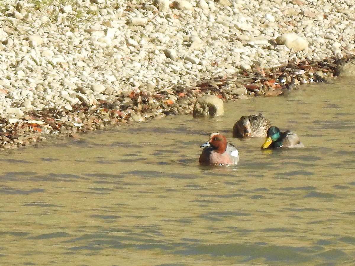 ヒドリガモ - ML645202623