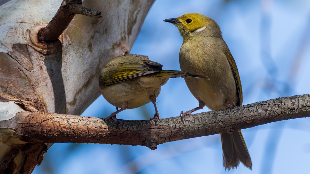 hvitsmykkehonningeter - ML645202633