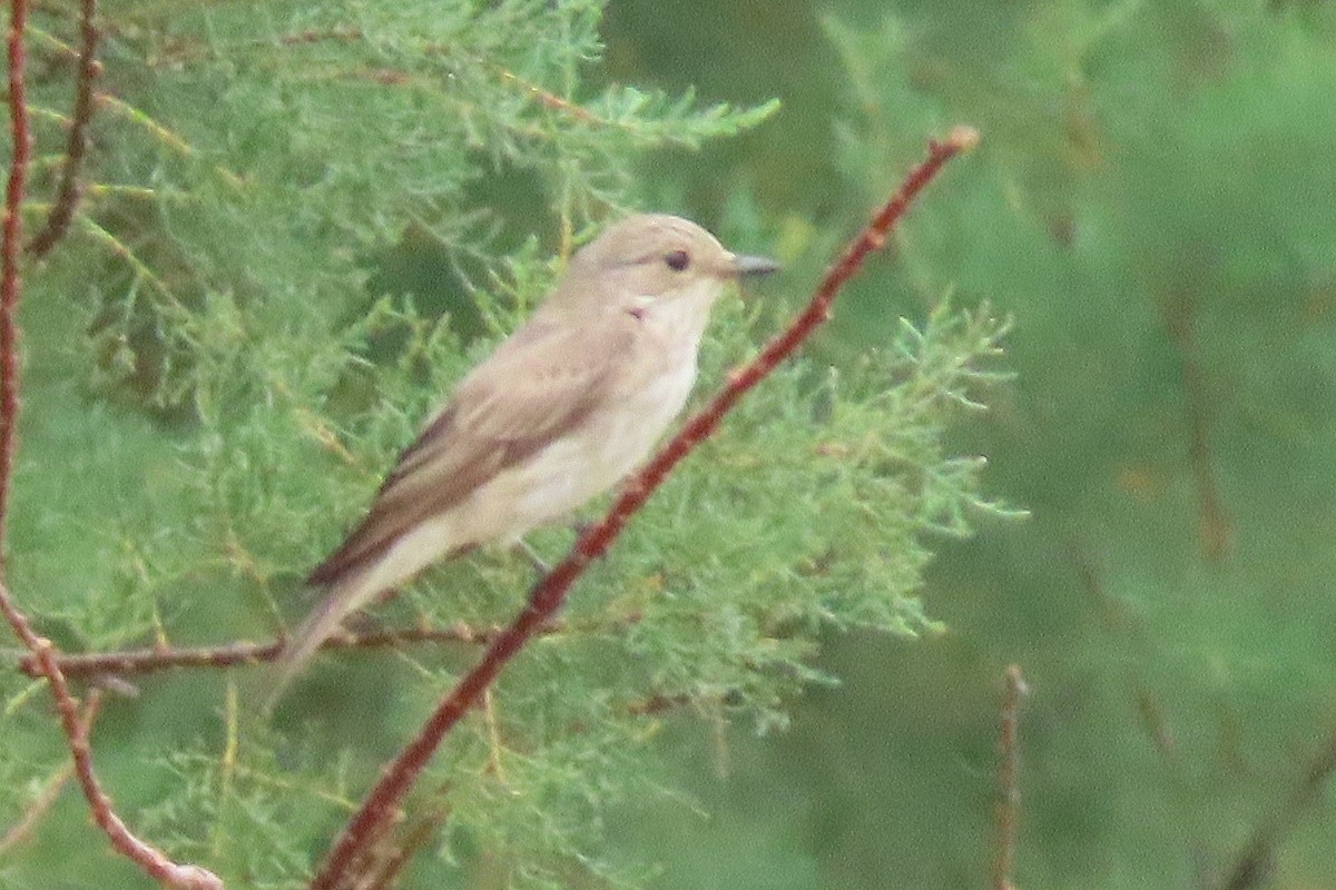 Spotted Flycatcher - ML645202666