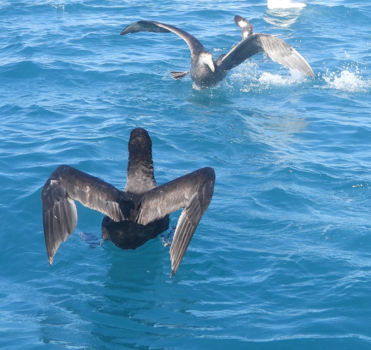 Northern Giant-Petrel - ML645202672