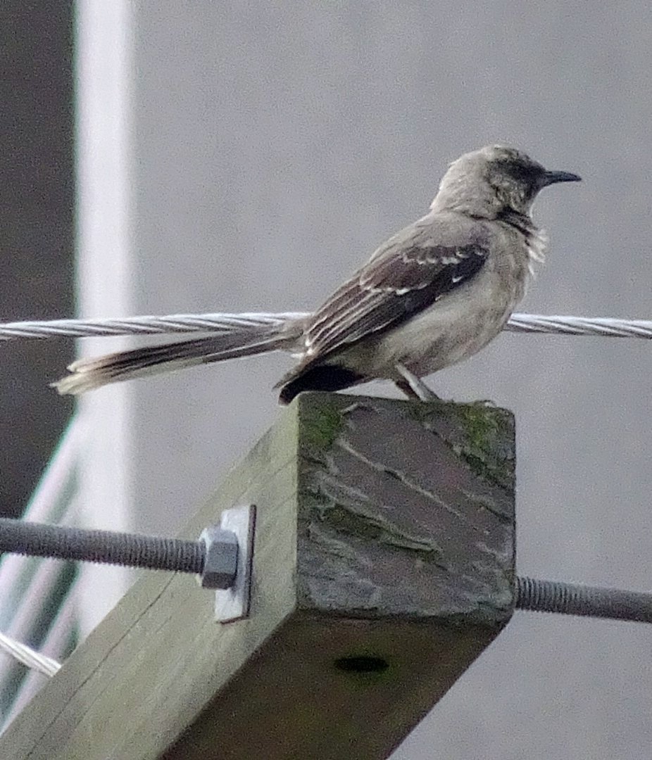 Tropikal Taklitçi - ML645202703