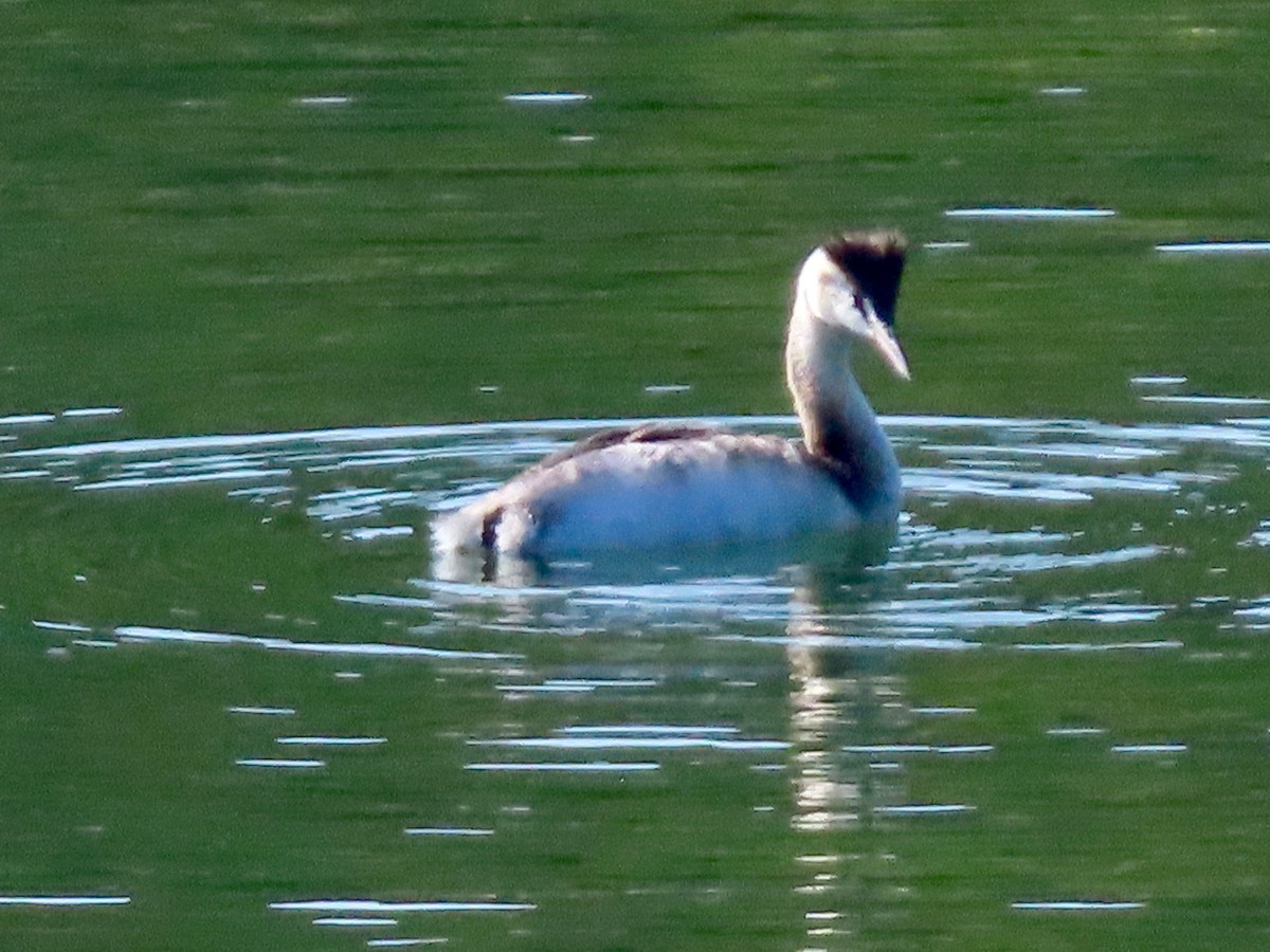 Great Crested Grebe - ML645202718