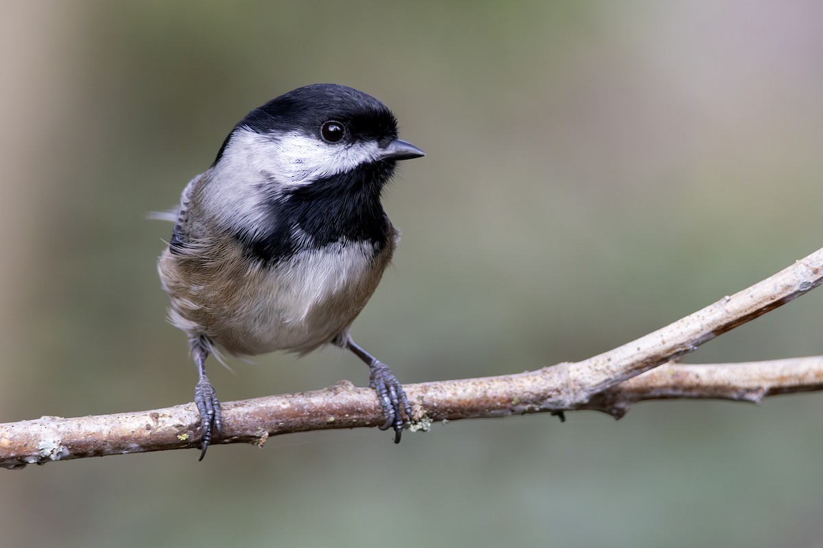 Гаїчка світлокрила - ML645202721