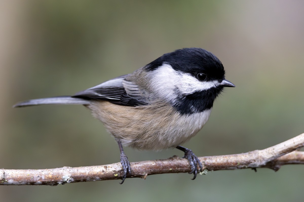 Гаїчка світлокрила - ML645202723