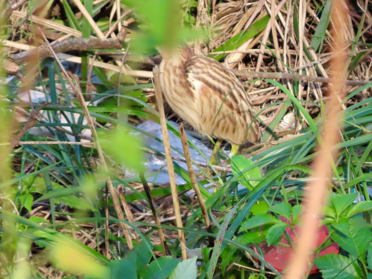 Yellow Bittern - ML645202736