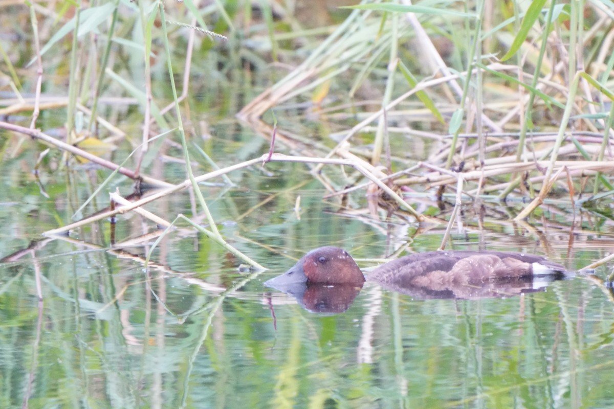 Ferruginous Duck - ML645202748