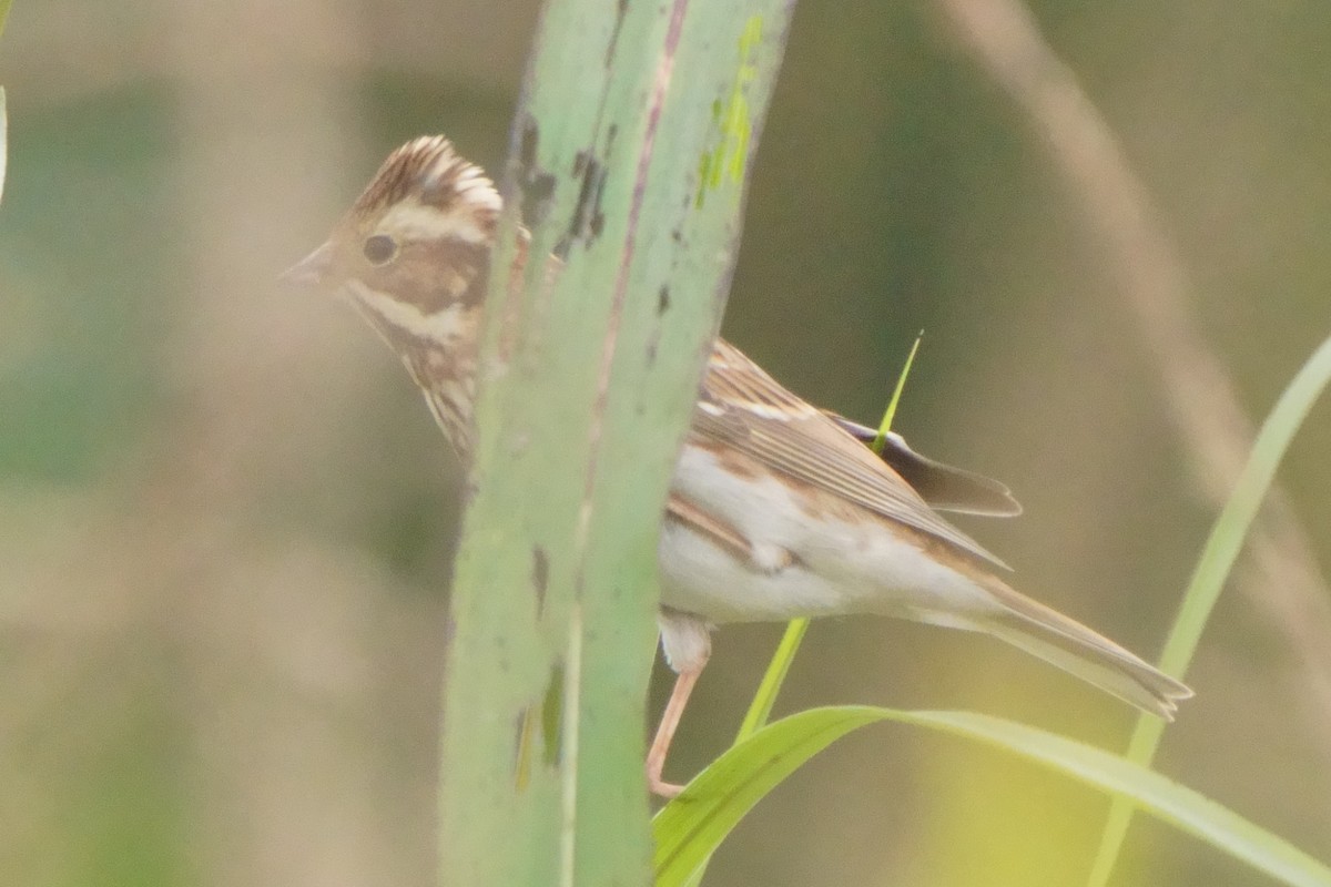 Rustic Bunting - ML645202757