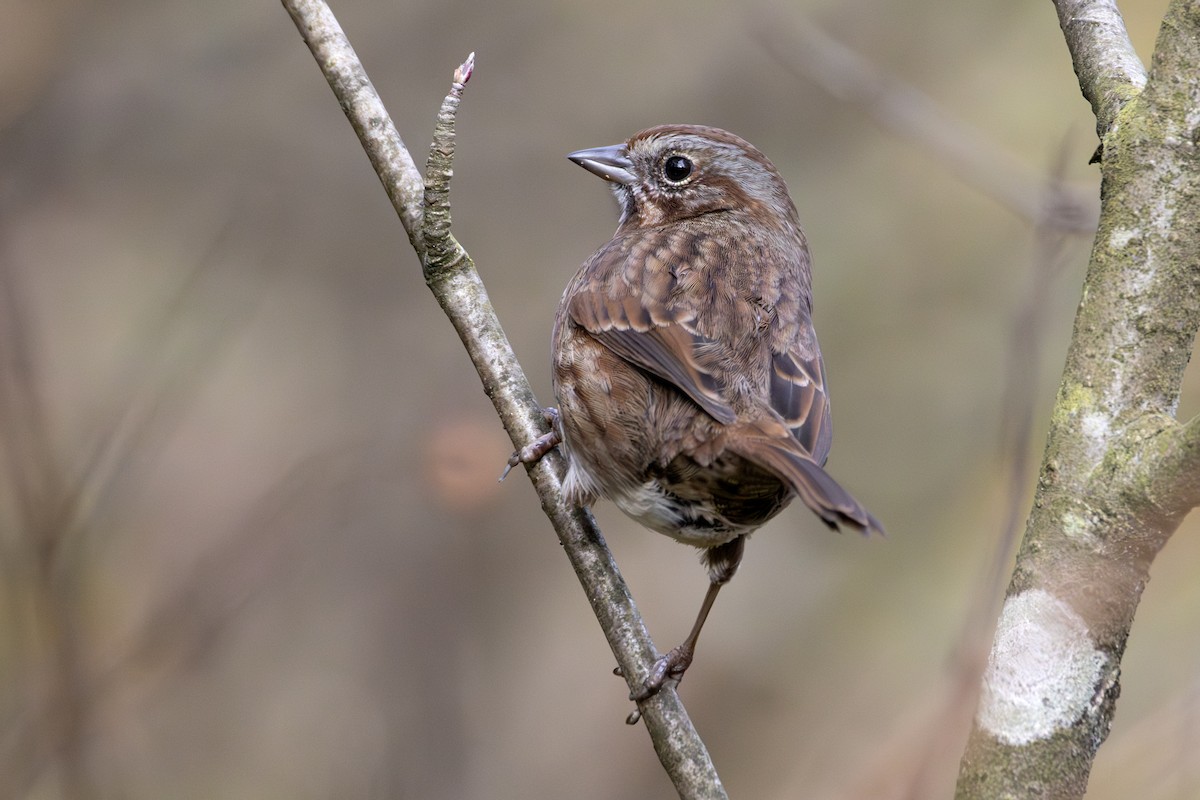 Song Sparrow - ML645202768