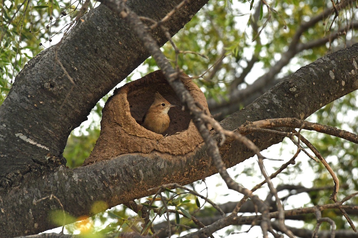 Crested Hornero - ML645202784