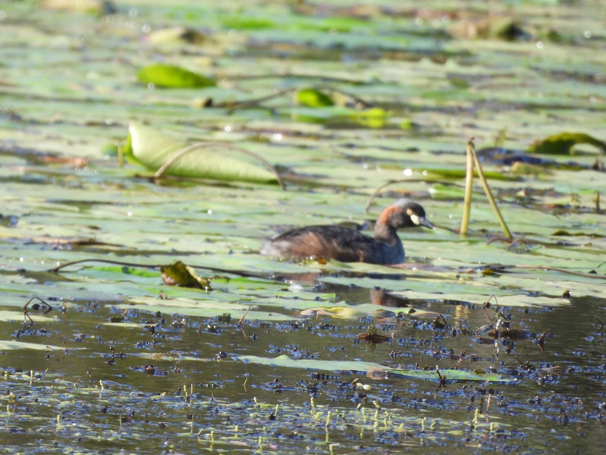Australasian Grebe - ML645202793