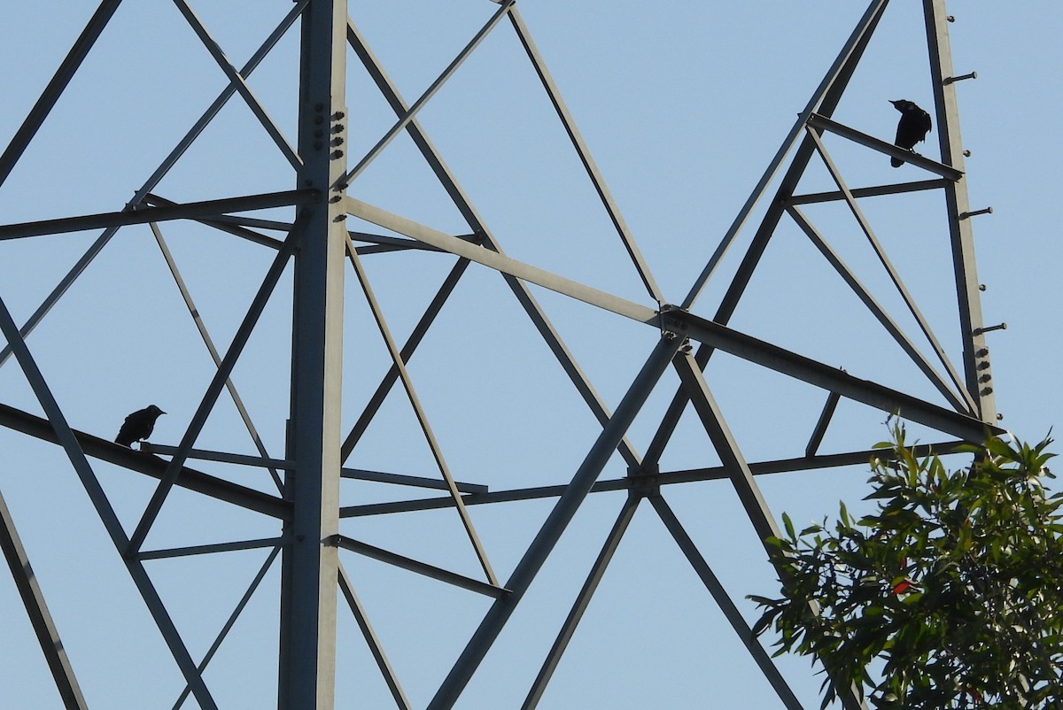 Torresian Crow - ML645202809