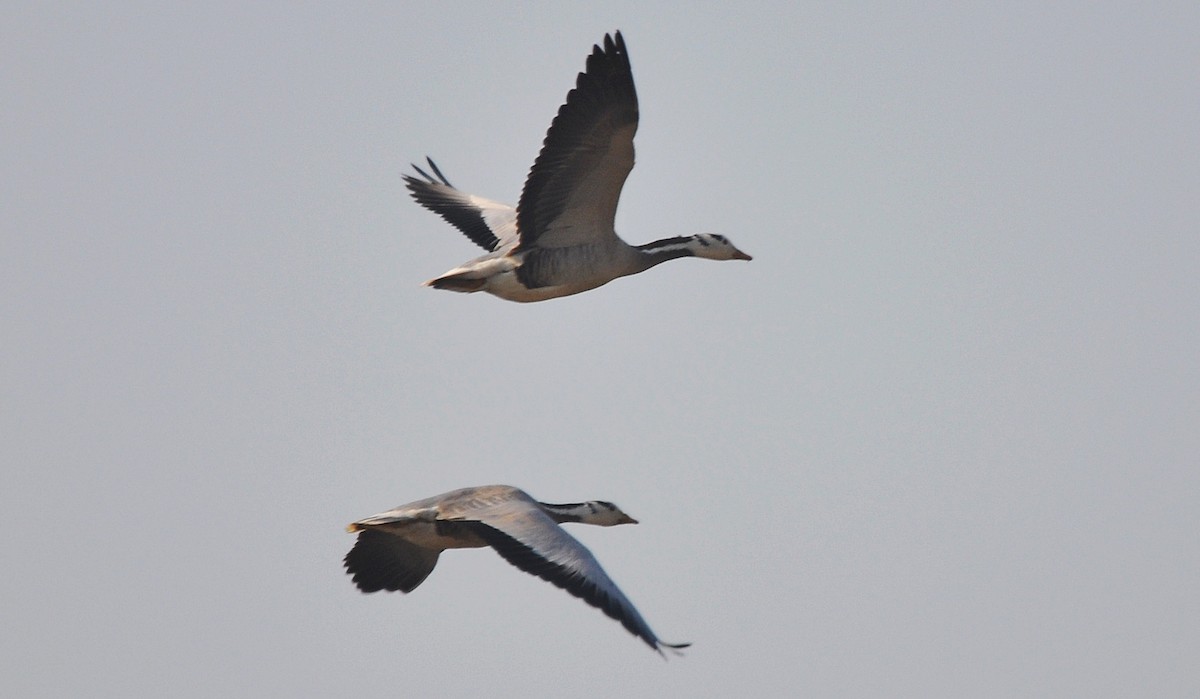 Гуска гірська - ML645202813