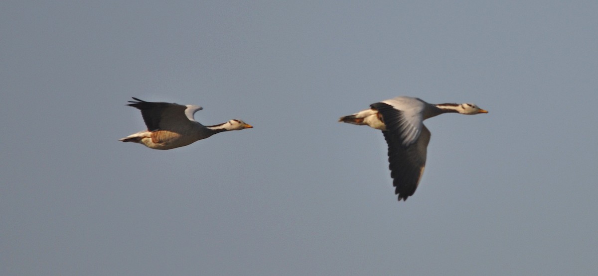 Гуска гірська - ML645202814