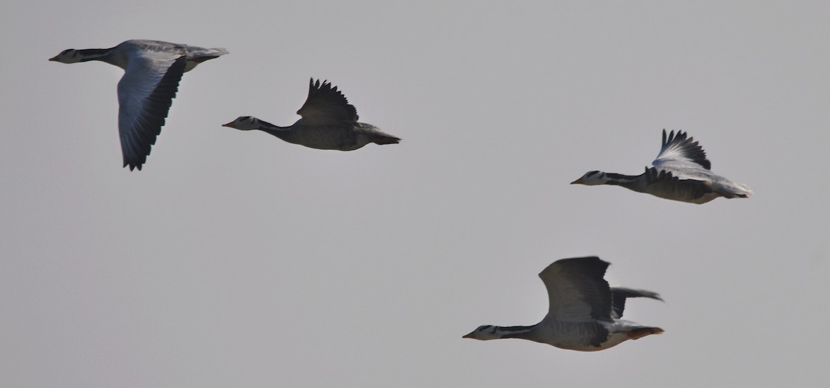 Гуска гірська - ML645202816