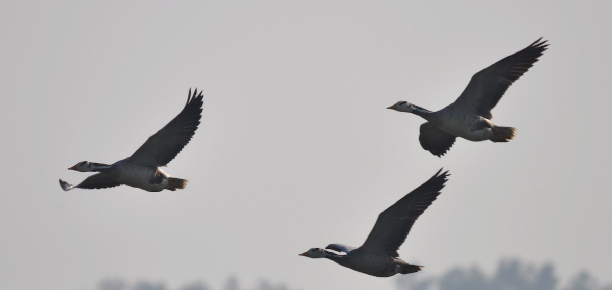 Гуска гірська - ML645202817