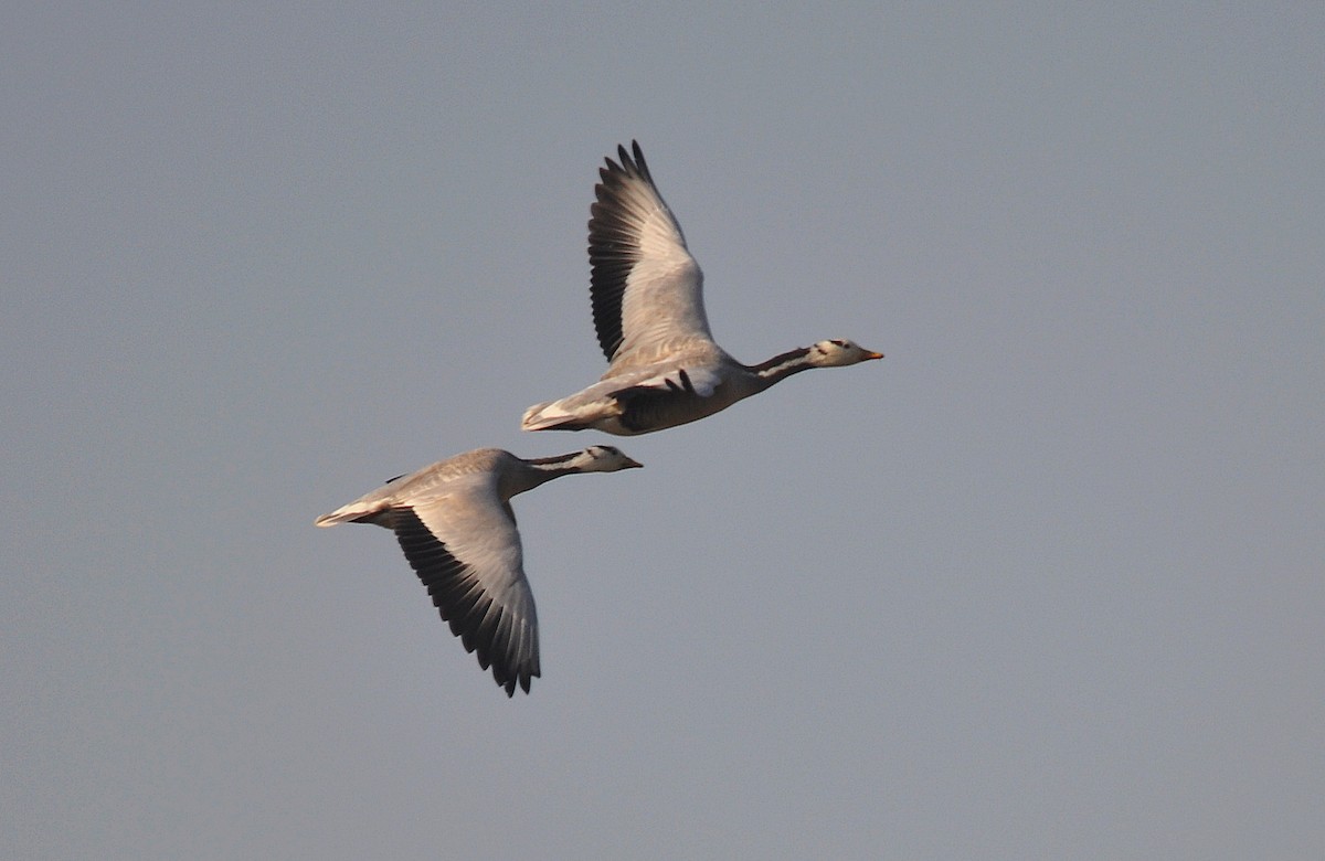 Гуска гірська - ML645202818