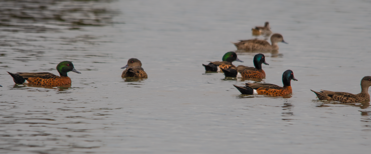 Chestnut Teal - ML645202819