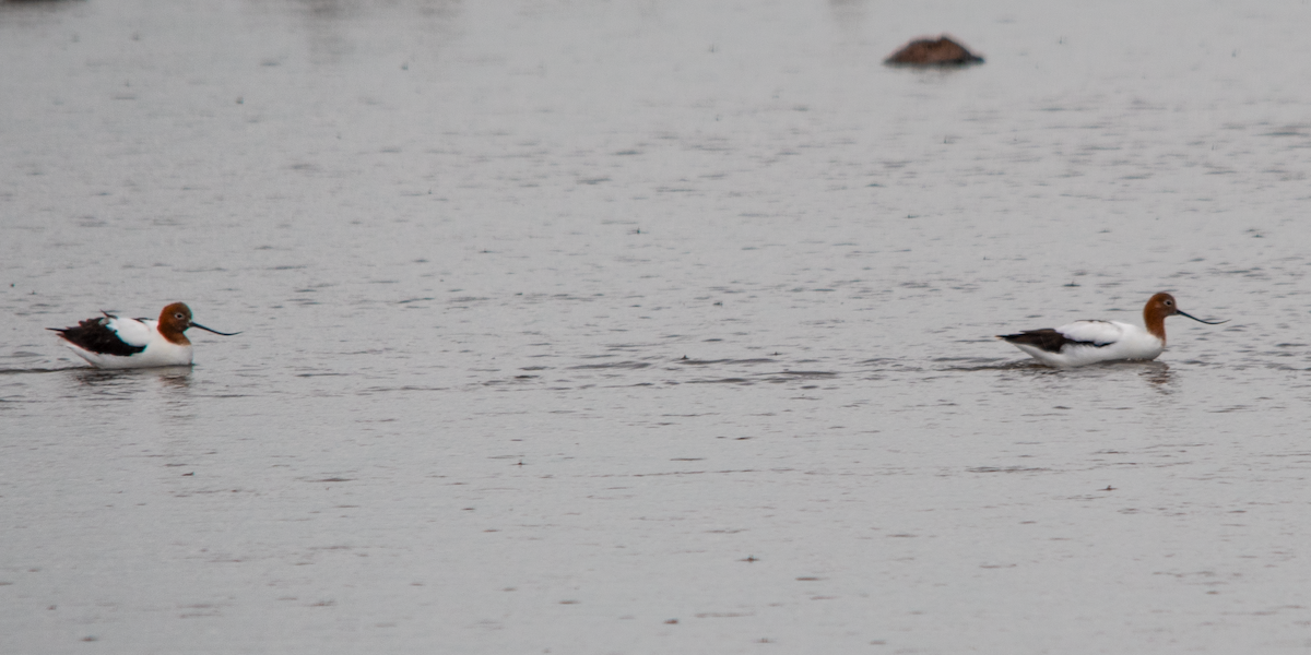 brunhodeavosett - ML645202835