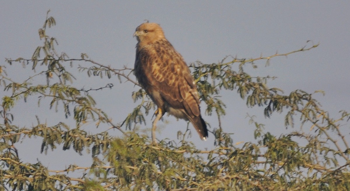 ørnvåk - ML645202851