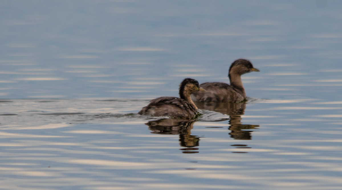 Hoary-headed Grebe - ML645202857