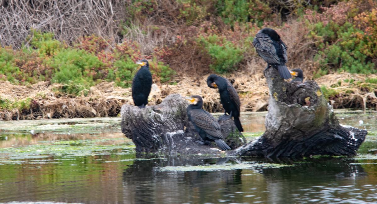 storskarv - ML645202863