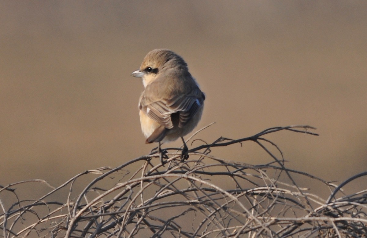 Isabellwürger - ML645202864