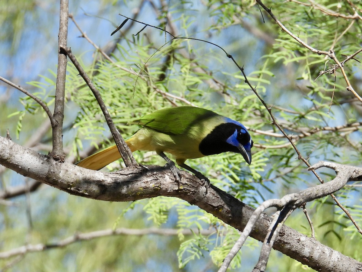 Geai vert - ML645202869