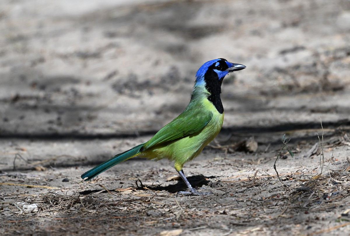 Geai vert - ML645202870