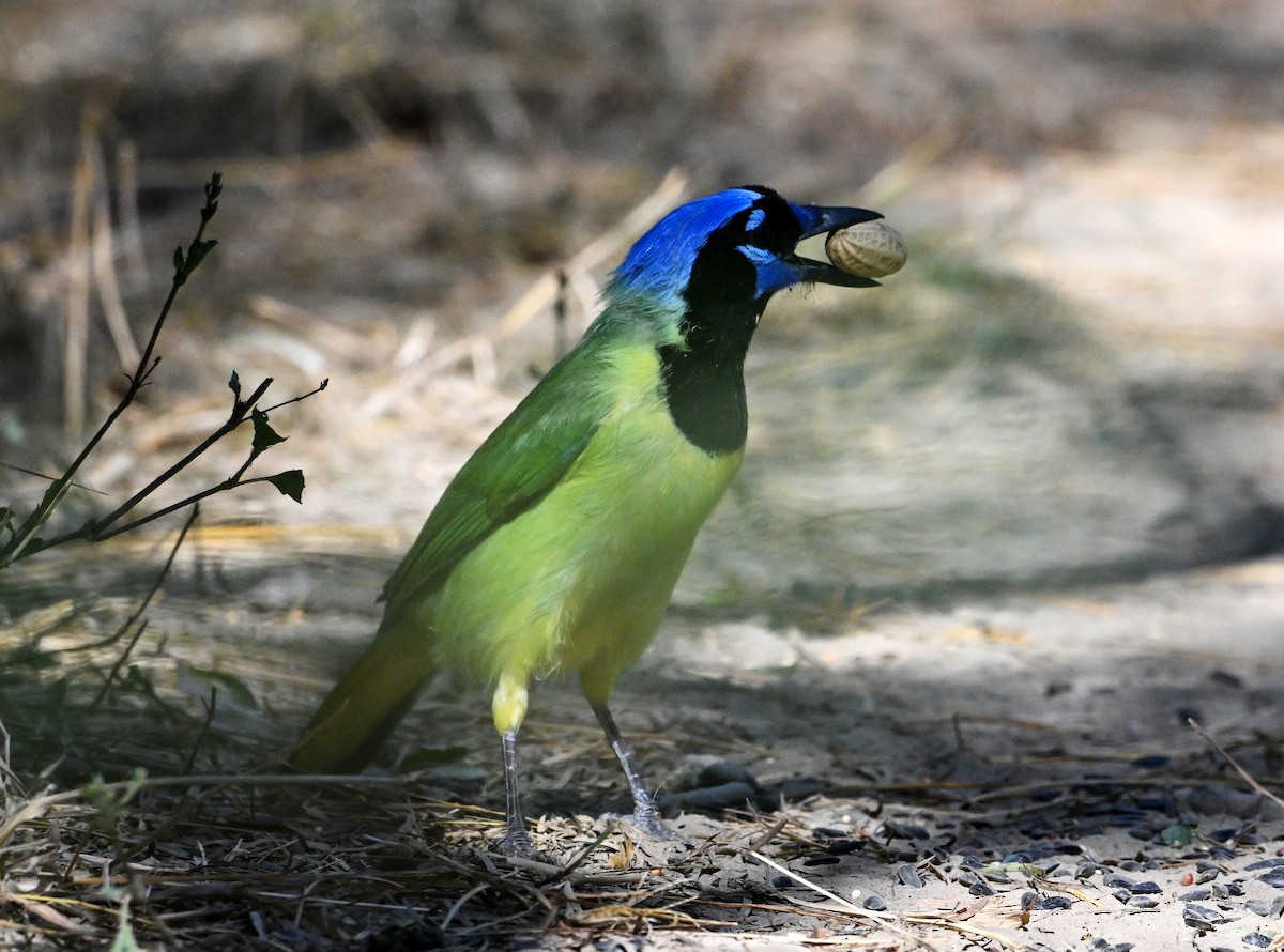 Geai vert - ML645202871