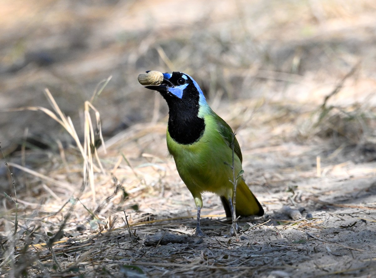 Geai vert - ML645202872