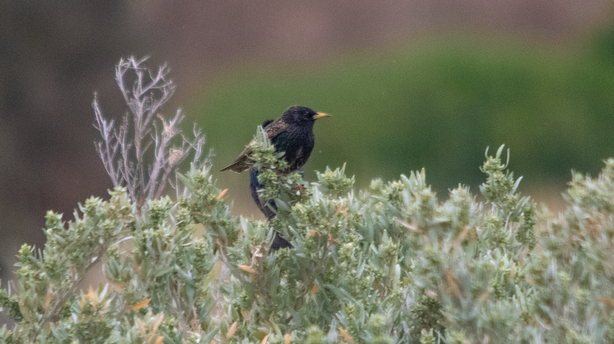 Storno - ML645202878