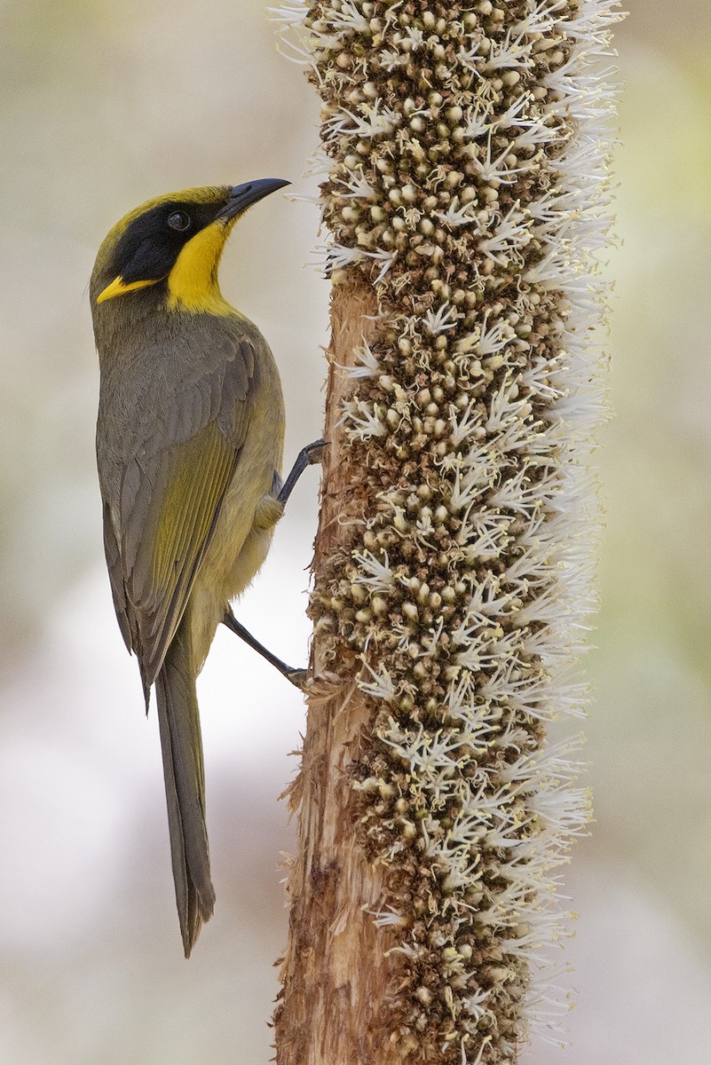 Yellow-tufted Honeyeater - ML645202882