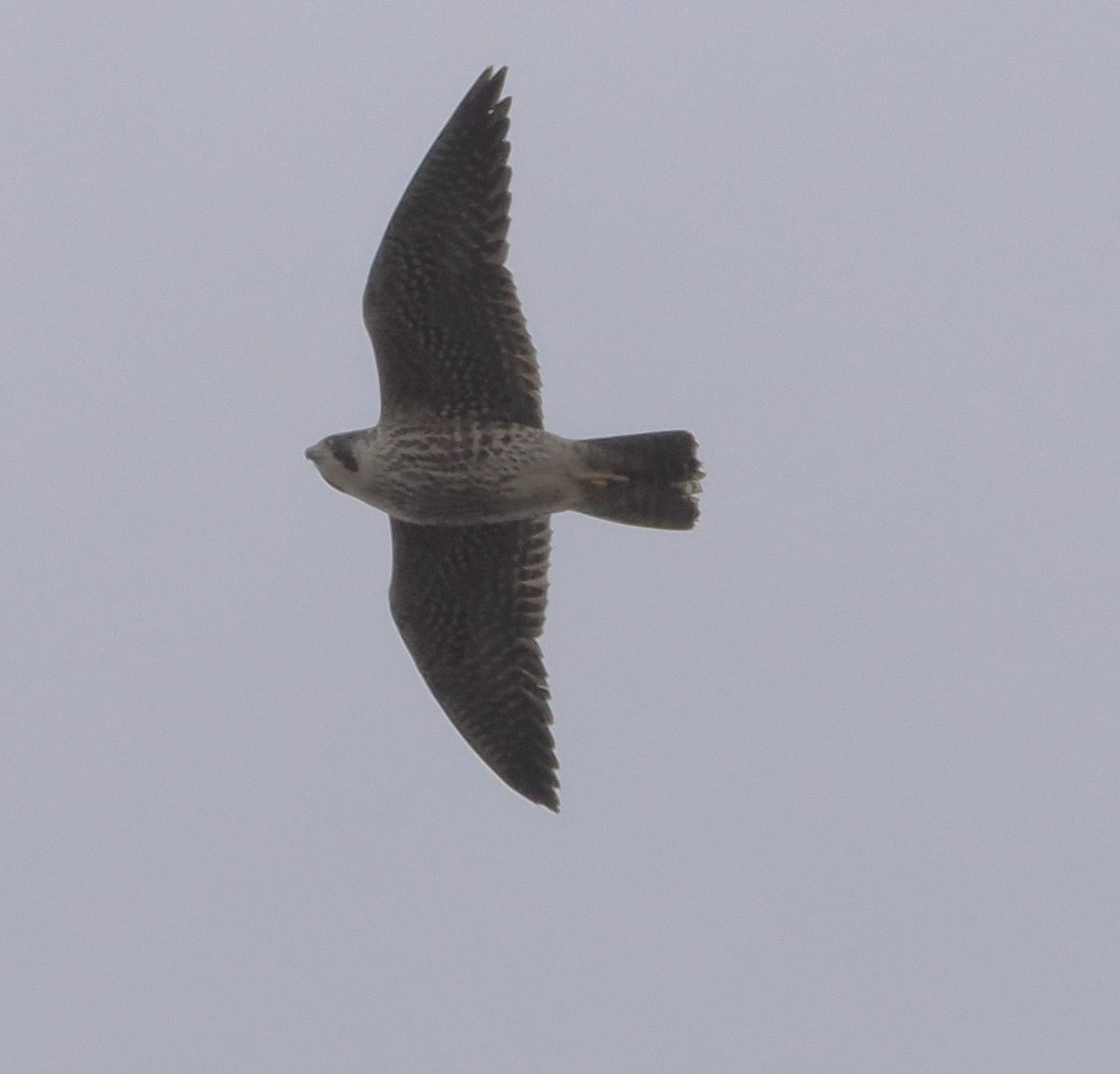 Хайргууна шонхор - ML645202884