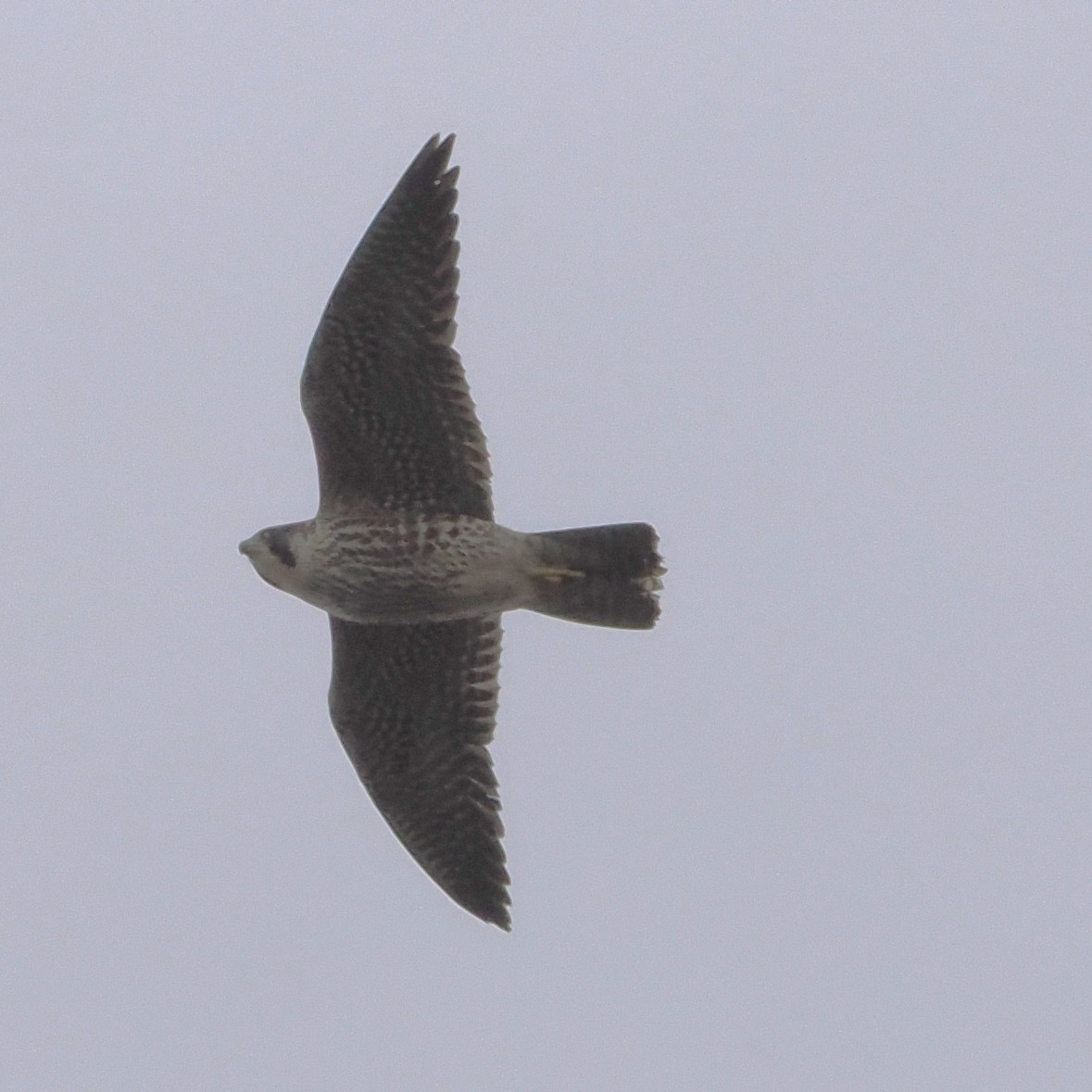 Хайргууна шонхор - ML645202886