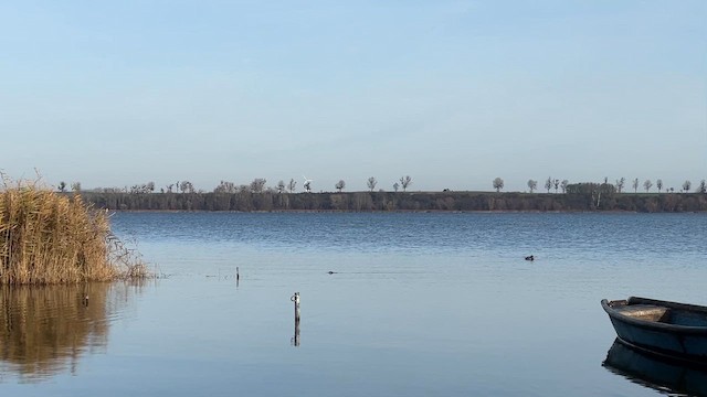 Пірникоза червоношия - ML645202891